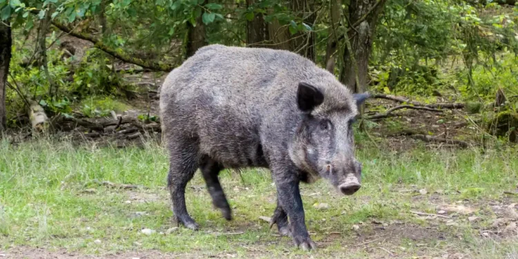 Wild boar menace Kerala forest department mobile app